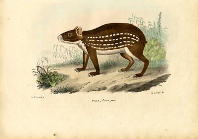 Paca, 1863-79 von Raimundo Petraroja